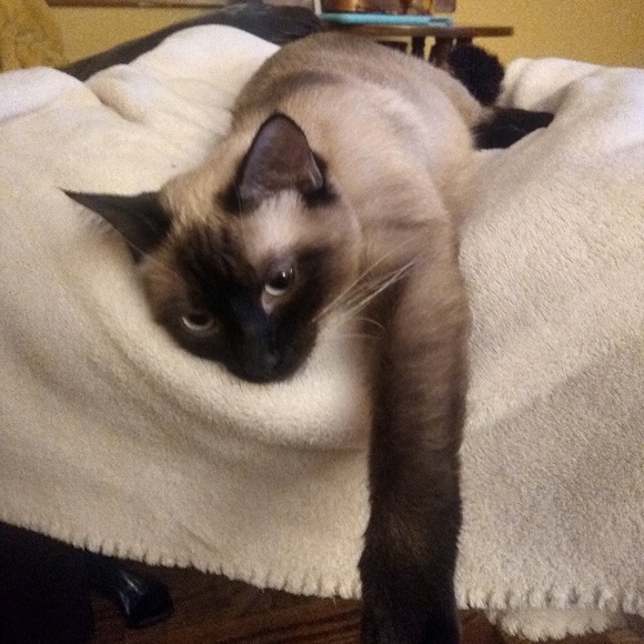 Meet your Posher, Chris - Picture 1 of 1